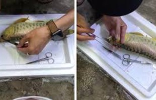 Chàng trai đem con cá mấy chục triệu ra "nghịch", cắt mắt rồi cắt vây khiến dân mạng bất bình nhưng sự thật bất ngờ phía sau khiến ai nấy đều ngã ngửa