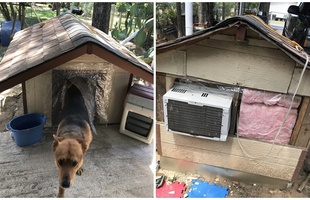 Chú chó số hưởng, được chủ lắp hẳn điều hòa, tản nhiệt khiến cộng đồng mạng ghen tị: "Nó còn sướng hơn tao"