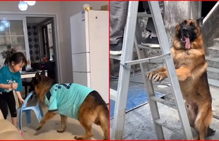 Nuomi - Chú chó nổi như cồn trên MXH vì "tâm đầu ý hợp" với chủ tới mức lạ kỳ