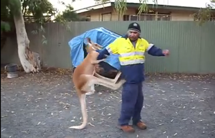Ngứa cựa, chú kangaroo gạ kèo boxing với anh công nhân, tung "Nộ Long Cước" liên tục và cái kết đắng lòng
