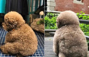 Dân mạng cười rần rần với cô chó Poodle mũm mĩm có dáng ngồi "dỗi hờn cả thế giới", ngờ đâu đó lại là "đại tiểu thư" vạn người mê, tự đóng quảng cáo kiếm tiền cực xịn