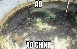 Meme "ao chình" là gì và vì sao nó lại trở nên nổi tiếng với game thủ Việt?