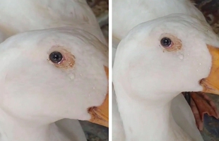 Vịt nhỏ bất ngờ rơi nước mắt trước giờ “hành quyết", người cầm dao không nỡ xuống tay