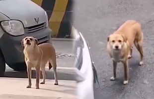 Phòng khám bị chú chó đến “mắng chửi" suốt 3 tháng vì lý do tế nhị này