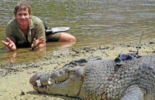 Cái chết nghiệt ngã của "thợ săn cá sấu" Steve Irwin: Nhà động vật học hàng đầu thế giới và câu chuyện "sinh nghề tử nghiệp"