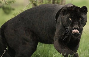 Những sự thật bất ngờ về Black Panther - báo đen!