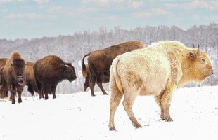 Vì sao bò rừng trắng được coi là biểu tượng thiêng liêng của bộ tộc Lakota?