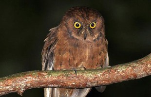 Phát hiện ra loài cú mèo Scops-Owl mới ở Châu Phi