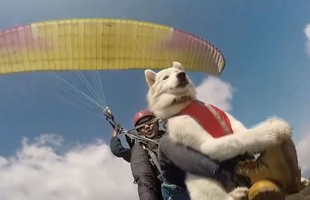 Được nhảy dù, chú chó Husky “phê” ra mặt, tận hưởng cảm giác chill, trong khi người sợ độ cao "khóc thét"