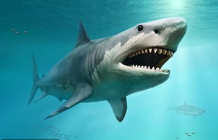 Cá mập trắng có thể đã góp phần đẩy siêu cá mập Megalodon đến diệt vong