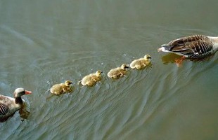 Vì sao vịt con thường bơi thành hàng nối đuôi sau vịt mẹ? Là thói quen "bám mẹ" hay còn nguyên nhân nào khác?