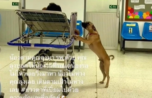 Cảnh chú chó "chăm" chủ nhân khi nhập viện, nửa bước không rời, hút triệu view