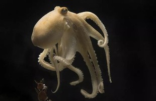 Vì sao bạch tuộc tự ăn thịt chính mình sau khi sinh sản?