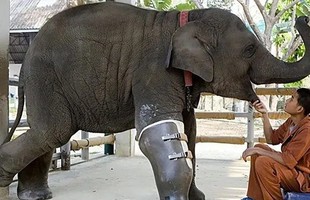 Con voi có thể sống sót dù bị gãy chân, nhưng tại sao con ngựa bị gãy chân lại phải chết?
