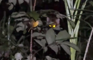 Đi rừng "săn" côn trùng trong đêm, nam YouTuber bất ngờ bị hổ rình ngược, thoát nạn trong gang tấc