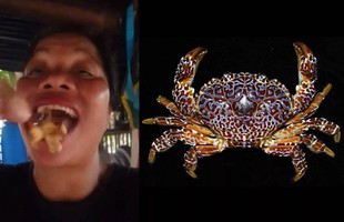 Nữ KOL nổi tiếng tử vong sau khi nuốt cua quỷ cực độc trên sóng livestream