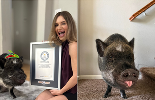 Một chú lợn vừa lập kỷ lục Guiness thế giới, lượng follow "bá đạo", gây sốc cộng đồng mạng