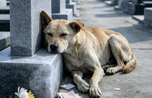 Kiệt sức vượt 15km đường núi, chú chó trung thành quyết về làm một việc