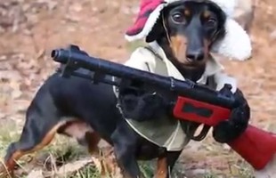 Chú chó săn siêu dễ thương game thủ nào cũng muốn nuôi