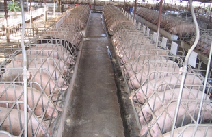 Ông chủ của "gã khổng lồ" làng game online đi chăn lợn