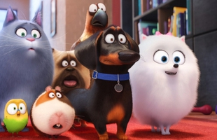 Sự thật ít người dám nói về phim hoạt hình 3D "The Secret Life of Pets"