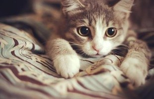 Xuất hiện tựa game nhập vai trinh thám kỳ quặc cho bạn vào vai... những chú mèo