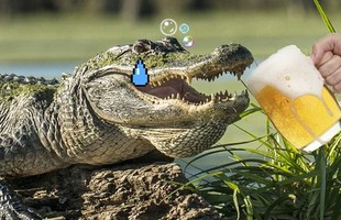 Ép cá sấu nhậu, hai thanh niên phải nộp phạt 175 triệu đồng