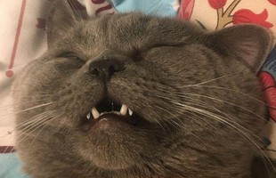 Thật như đùa: chú mèo phải nhập viện vì lao lực sau khi làm "chuyện ấy"