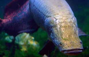 Phát hiện loài cá được mặc "áo chống đạn" vùng Amazon, chống lại được cá hổ Piranha