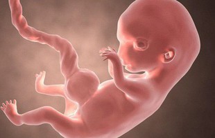 Một dấu ấn kỳ lạ trên thai nhi, 250 triệu năm tiến hóa được tua nhanh trong bụng mẹ