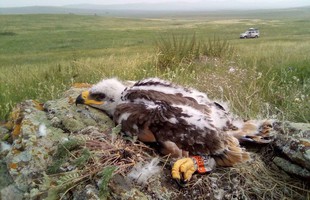 Con đại bàng "phá gia chi tử": mất tích suốt 1 tháng trời, vừa xuất hiện thì nhắn tin "báo nhà" sạch cả quỹ khoa học Nga