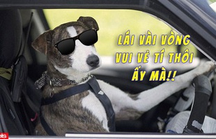 Bị chủ vô ý nhốt trong ô tô, chú chó "lái" luôn chiếc xe chạy lòng vòng cho vui