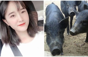 Sợ con gái ế, ông bố hứa tặng 300 con lợn cho chàng rể tương lai, cộng đồng mạng thắc mắc "Gái xinh thế này mà còn sợ"