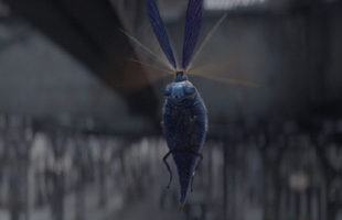 Tìm hiểu về Billywig: Khi phù thủy "phê pha" bằng... ong đốt