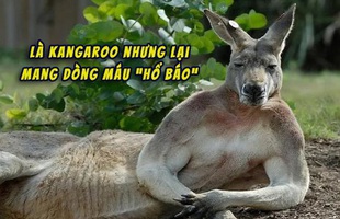 Úc: Con kangaroo vạm vỡ cao 1m8 ngang nhiên vào thị trấn phá nát 1 khu vườn, "cà khịa" 3 người và đánh trọng thương cụ bà lớn tuổi