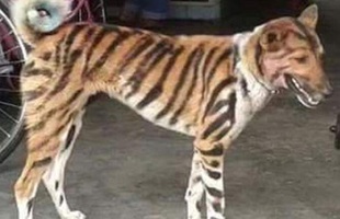 Chiêu bài cực trí của bác nông dân: Tô vằn lên người "cậu Vàng" để giả làm Hổ đuổi lũ Khỉ chuyên phá phách