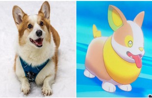 Xuất hiện loài Pokémon mới giống hệt chó Corgi khiến dân tình điên đảo