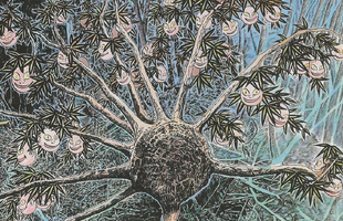 Jinmenju: "Nhân Sâm Quả" phiên bản yêu quái của Nhật Bản