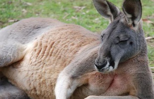 Con kangaroo hồn nhiên vào nhà dân ăn vụng, "tiện tay" đấm luôn chủ nhà đến mức phải nhập viện