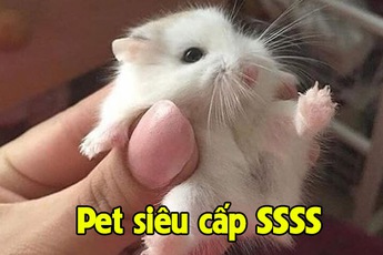 Khoe Pet siêu cấp SSSS phong cách “xàm”, chàng trai không những không bị “gạch đá” mà còn được khen… dễ thương