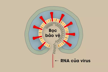 [Infographic] Covid-19 lây nhiễm tế bào phổi như thế nào? Tại sao nó lại nguy hiểm vậy?