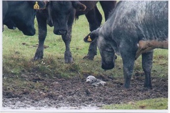 Chú hải cẩu nhỏ đi lạc ra tận đồng cỏ khiến cả một đàn bò sững sờ sửng sốt