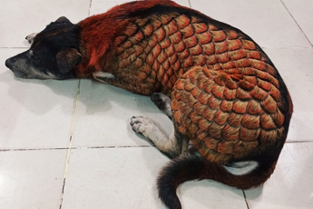 Thanh niên nhuộm lông cún cưng để trở thành "Dragondog" bị chê là "ngược đãi động vật"