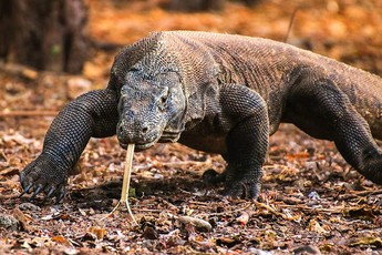 Top 7 điều bạn có thể chưa biết về rồng Komodo