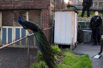 Cảnh sát sử dụng tiếng kêu gợi tình của chim công cái để "tóm cổ" con công đực bỏ trốn khỏi sở thú