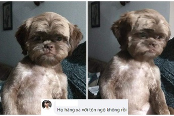Cộng đồng mạng sững sờ trước nhan sắc có một không hai của chú cún, tự hỏi liệu có phải Tôn Ngộ Không "chuyển sinh"