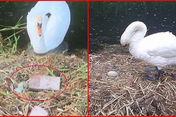 Chứng kiến tổ trứng bị vỡ nát còn bạn tình thì bỏ đi, thiên nga mẹ gục chết trong uất ức