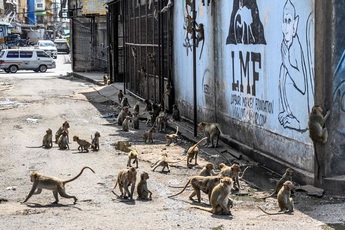 Khỉ nghiện sex khiến người dân sợ hãi trốn biệt trong nhà, rạp chiếu phim cũng bị chiếm đóng