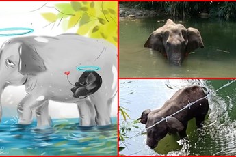 Cư dân mạng vẽ tranh tưởng niệm voi mẹ chết thảm do ăn quả dứa chứa mìn