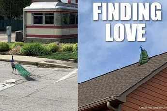 Hành trình tìm kiếm bạn tình không tưởng của chú công trống khiến dân mạng phải trầm trồ